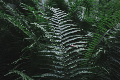 Close-up of fern leaves