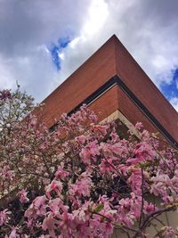 Low angle view of pink flowers against sky