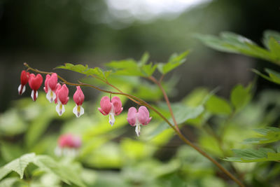 Close-up of pink flowering plant