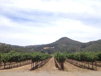 Scenic view of farm against sky