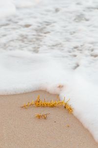 Close-up of foam on shore at beach