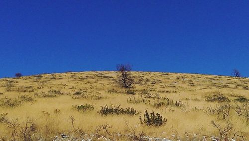 Scenic view of landscape against clear blue sky