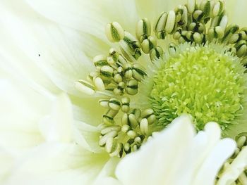Close-up of white flowering plant
