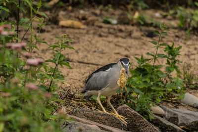 Bird perching on a field