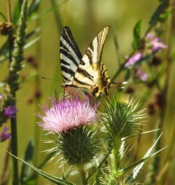 Close-up of butterfly pollinating on thistle