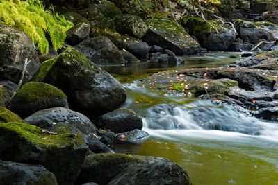 Stream flowing through rocks in forest