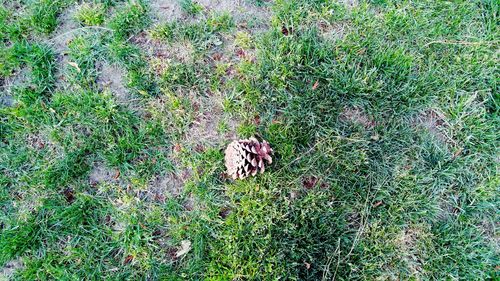 High angle view of caterpillar on field