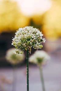 Close-up of white flowers