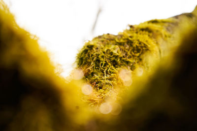 Close-up of yellow flowering plant