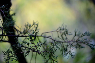 Close-up of branch against blurred background
