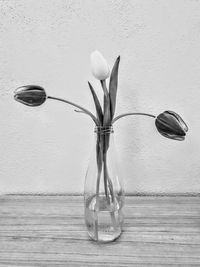 Close-up of white flowers in vase against wall