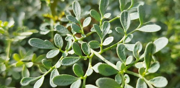 Close-up of plant leaves on field
