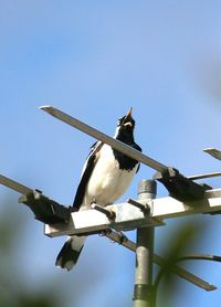 Low angle view of birds perching on tree