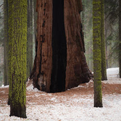 Scenic view of trees in forest during winter