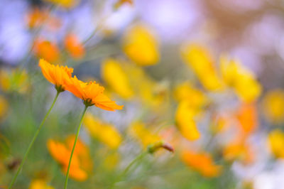 Close-up of yellow flowering plant on field