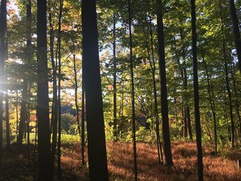 Trees in forest