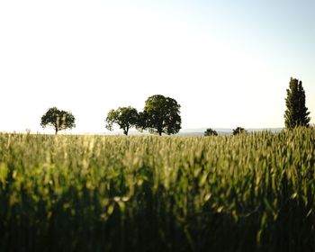 Scenic view of wheat field against clear sky