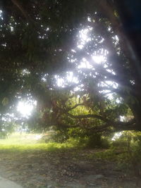 Sunlight streaming through trees in forest