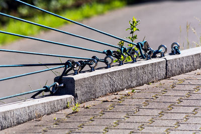 Close-up of horse on retaining wall