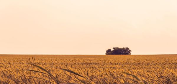 Scenic view of wheat field against clear sky