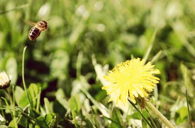 Close-up of insect on flower