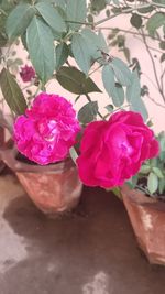 Close-up of pink rose flower pot