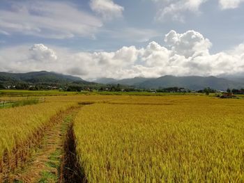 Scenic view of agricultural field against sky