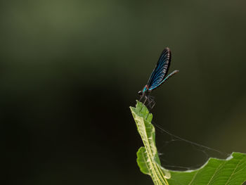 Close-up of butterfly