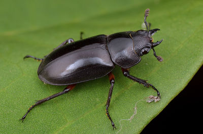 Close-up of insect