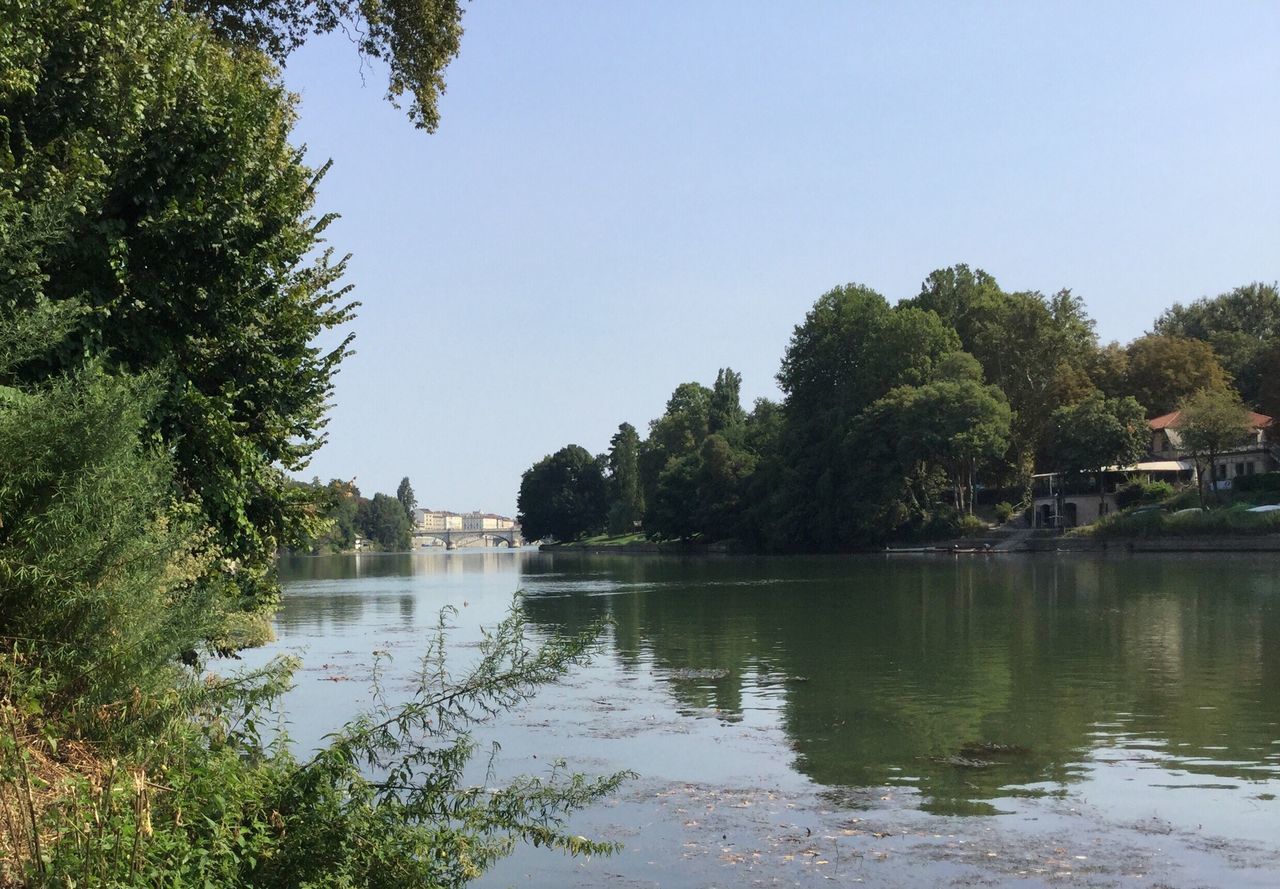 tree, water, reflection, lake, nature, no people, clear sky, tranquility, beauty in nature, outdoors, day, growth, scenics, architecture, sky