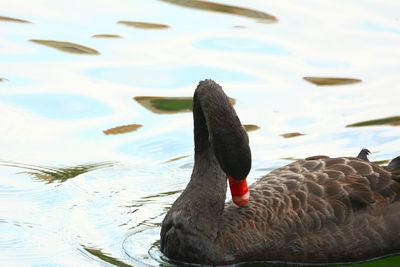 Close-up of swan swimming in lake