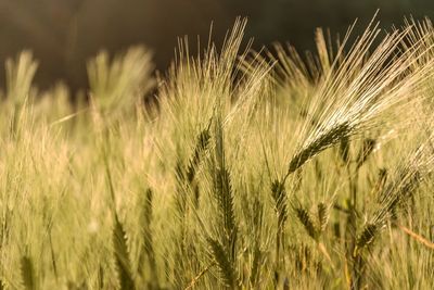 Close-up of crops growing in farm