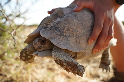 Close-up of hand holding turtle