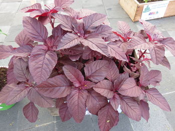 Close-up of fresh pink leaves