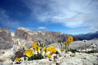 Close-up of yellow flowering plants on land against sky