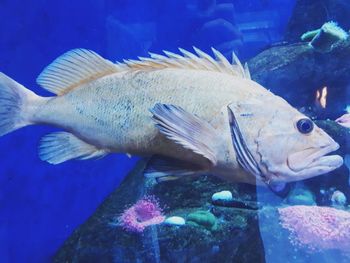 Fish swimming in sea