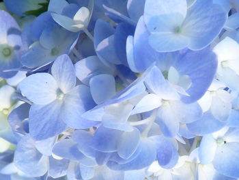 Full frame shot of white blue flower in park