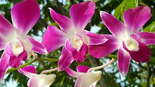 Close-up of pink flower