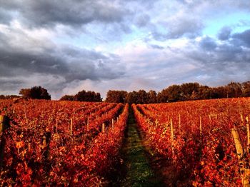 Scenic view of field against cloudy sky