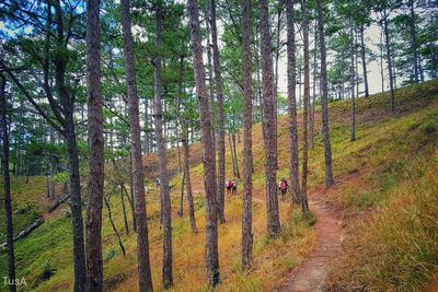 Full frame shot of bamboo trees