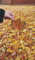 Close-up of yellow hand holding maple leaves during autumn