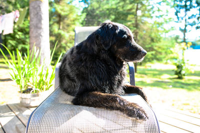 Close-up of dog sitting outdoors