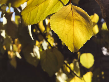 Close-up of yellow maple leaves