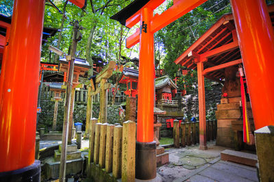 View of bamboo trees