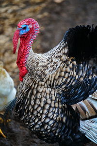 Male turkey portrait with a big red appendage on his head
