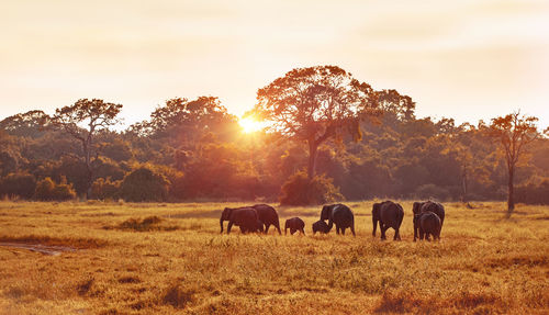 Horses grazing on field against sky during sunset