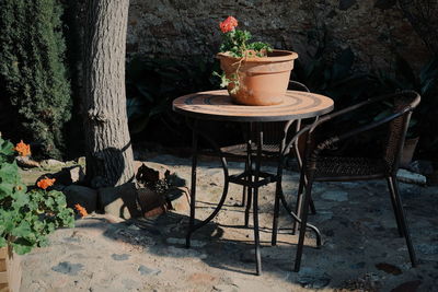 Potted plants on table in yard