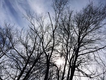 Low angle view of bare trees against sky