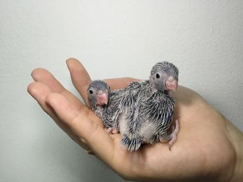 Midsection of person holding small against wall