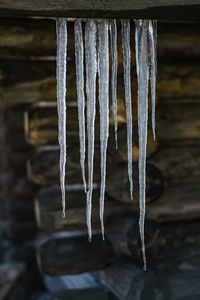 Close-up of icicles hanging